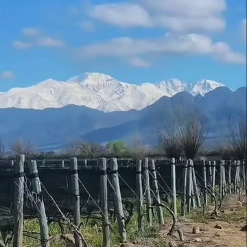 La cordillera nevada detrás del viñedo
